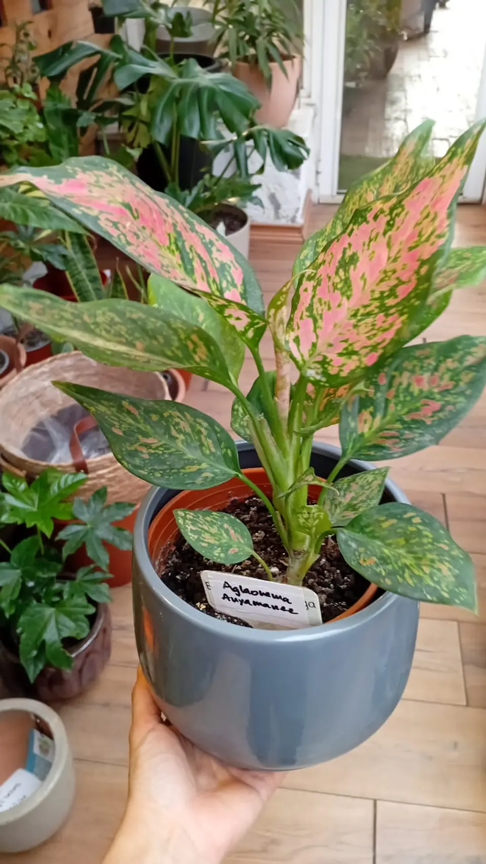 Plantas RV - Aglaonema Anyamane tamaño L  1