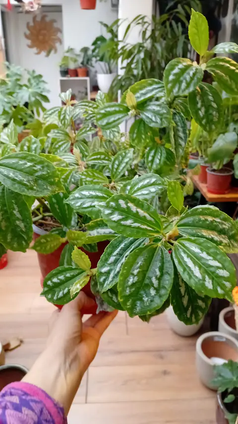 Plantas RV - Pilea cadierei 