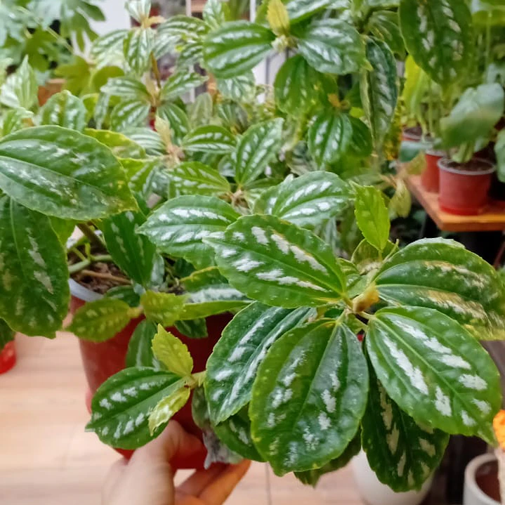 Plantas RV - Pilea cadierei  1