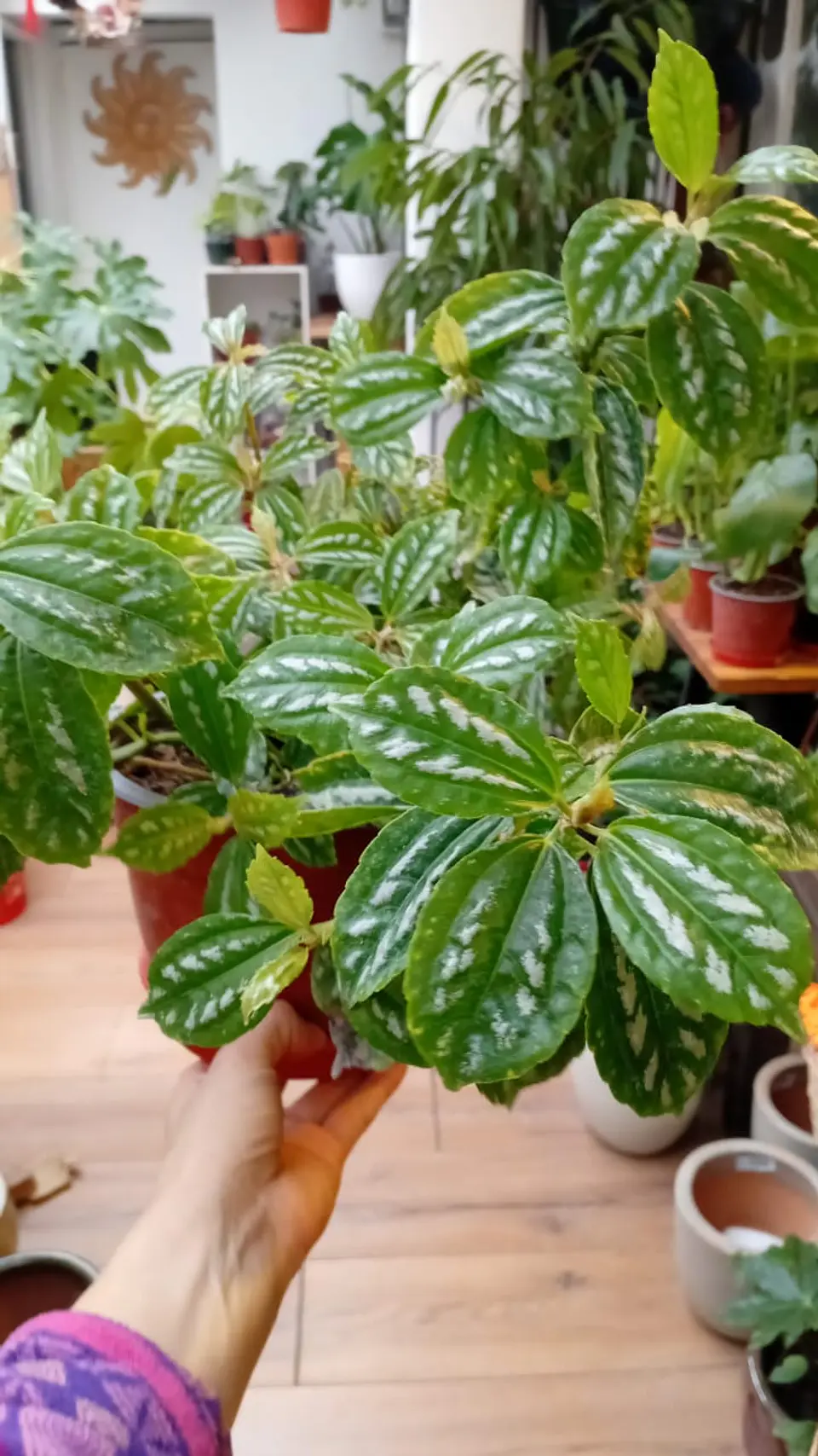 Plantas RV - Pilea cadierei  1