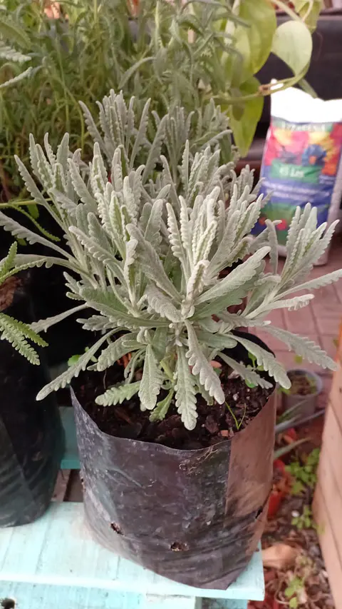 Plantas RV - Lavanda goodwin 