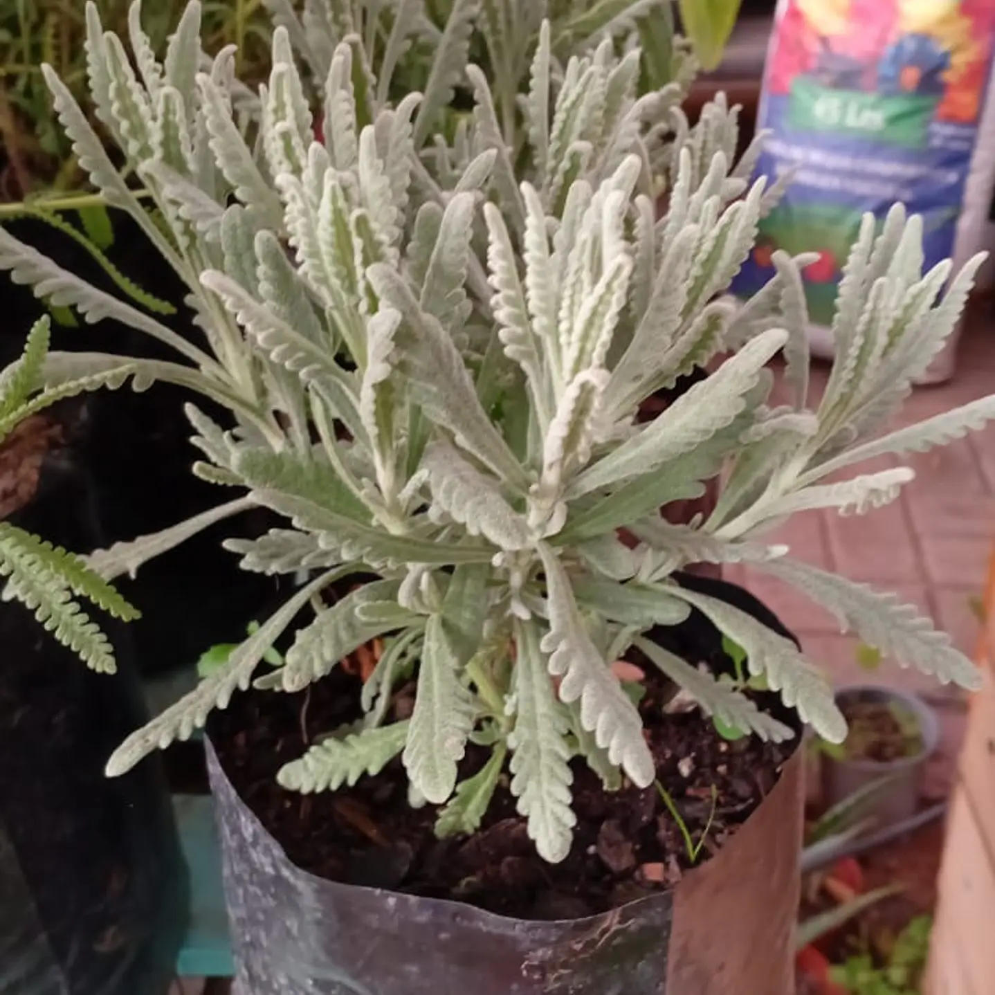 Plantas RV - Lavanda goodwin  1