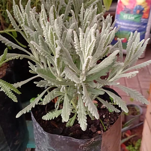 Plantas RV - Lavanda goodwin 