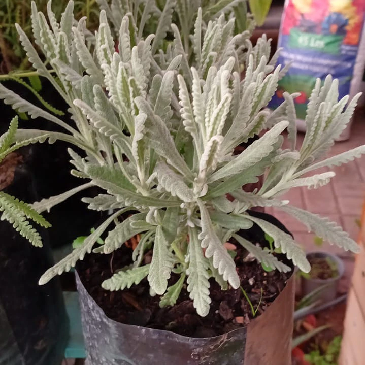 Plantas RV - Lavanda goodwin  1