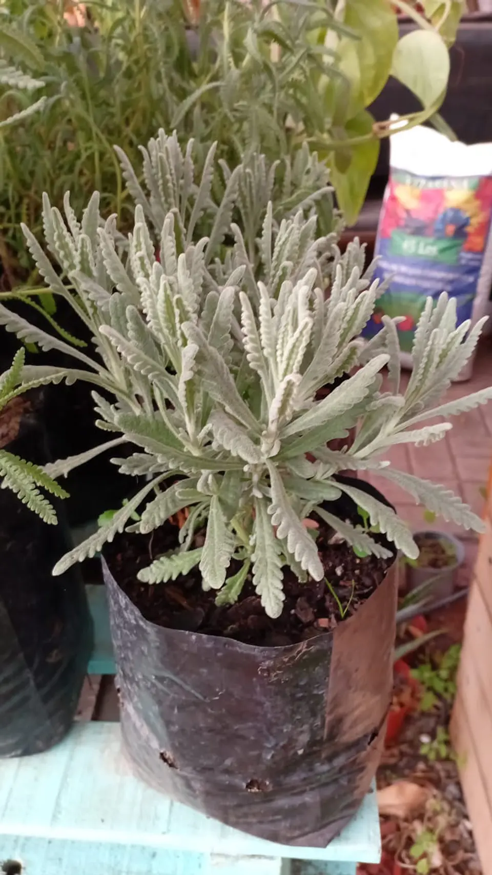 Plantas RV - Lavanda goodwin  1