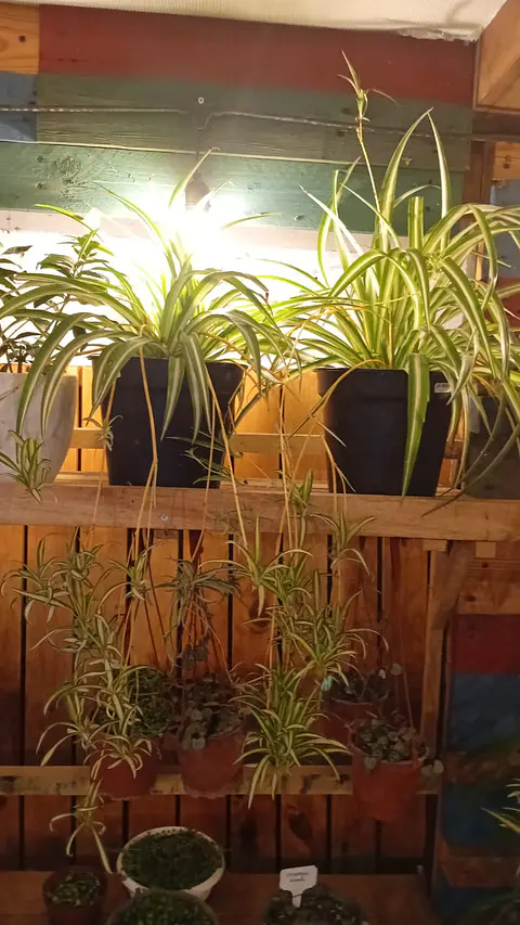 Plantas RV - Cinta tamaño L 