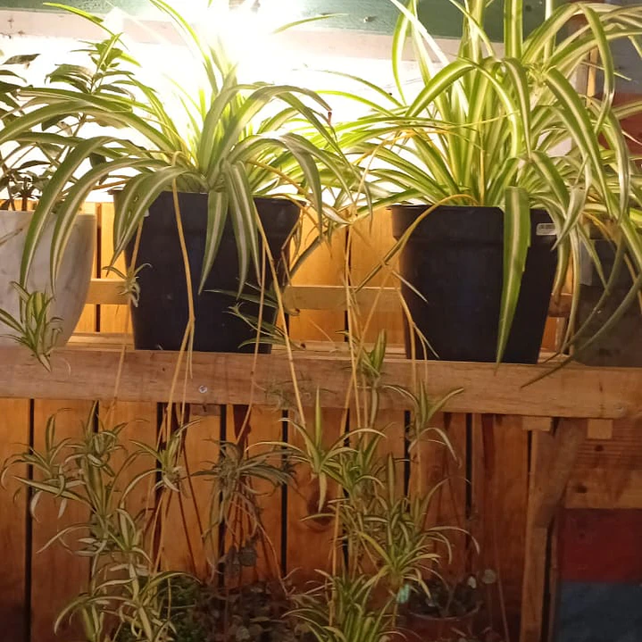 Plantas RV - Cinta tamaño L  1