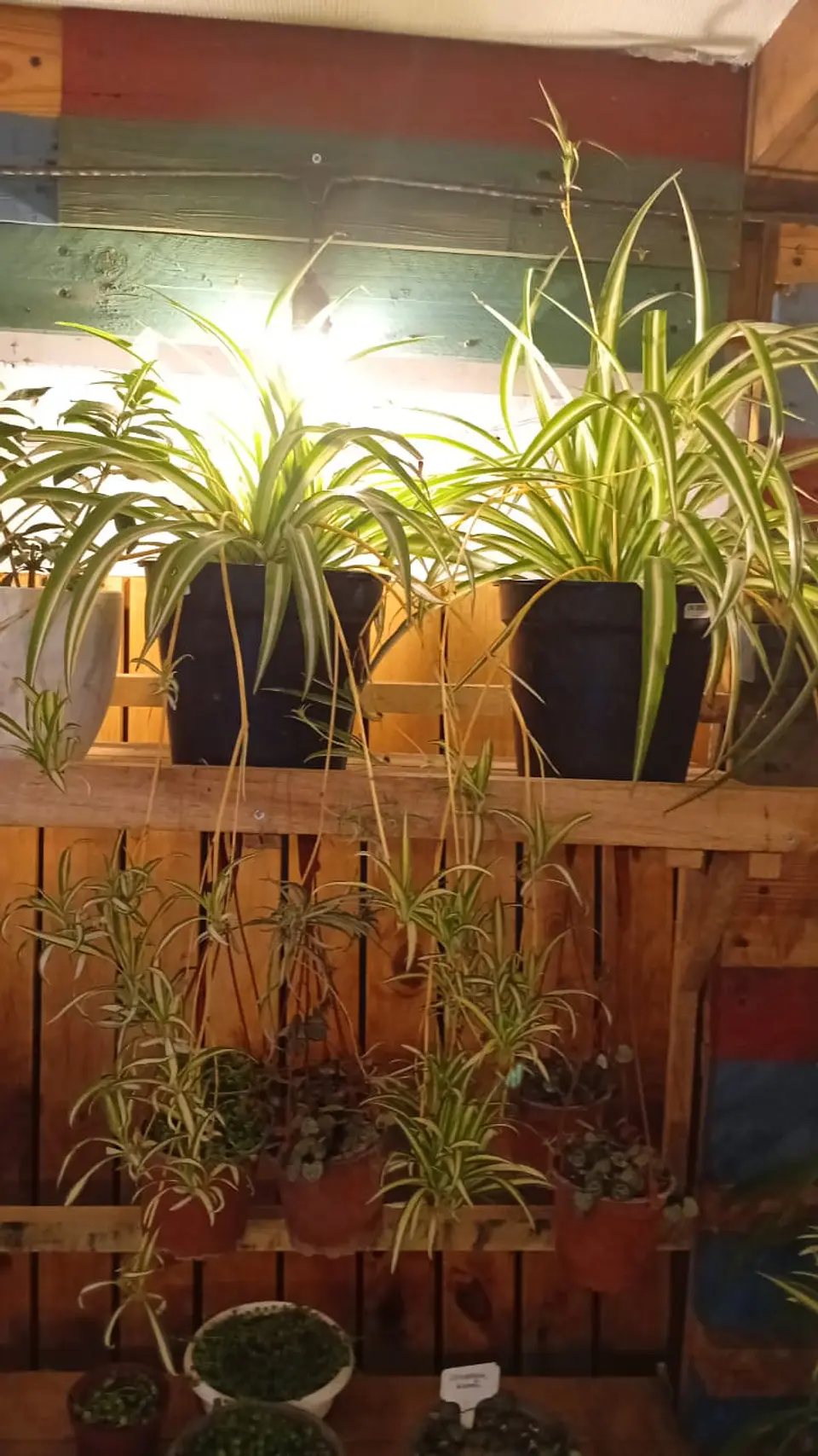 Plantas RV - Cinta tamaño L  1