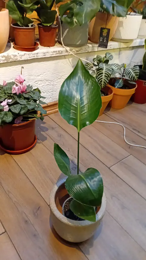 Plantas RV - Strelitzia Nicolai Tamaño M 