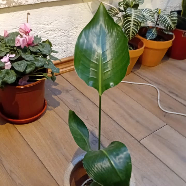 Plantas RV - Strelitzia Nicolai Tamaño M  1