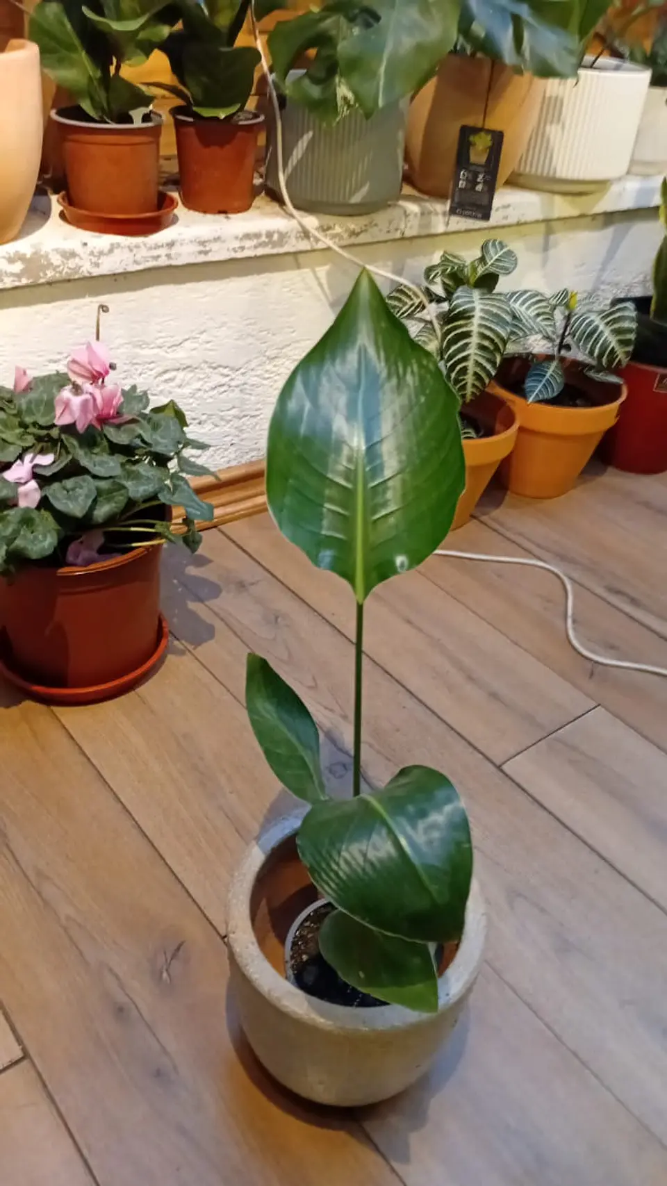 Plantas RV - Strelitzia Nicolai Tamaño M  1