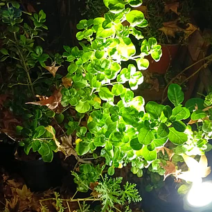 Plantas RV - Coprosma verde tamaño M 