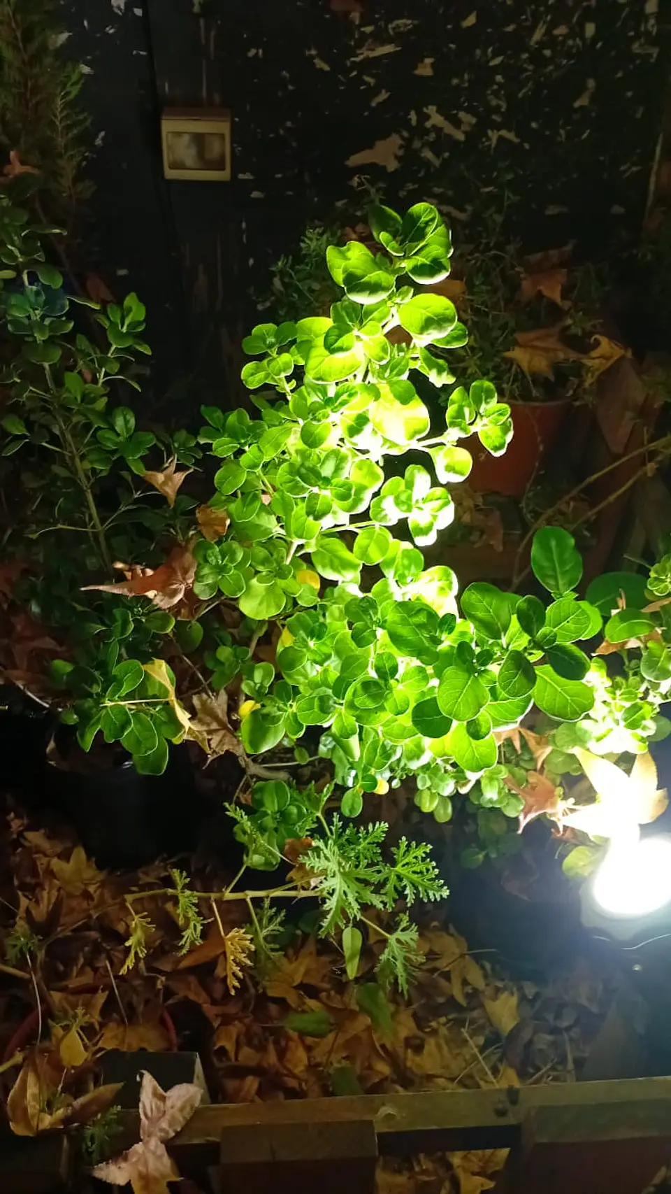 Plantas RV - Coprosma verde tamaño M  1