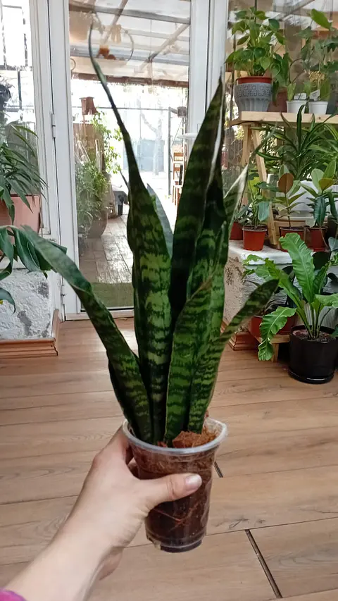 Plantas RV -  Sanseviera Black coral 