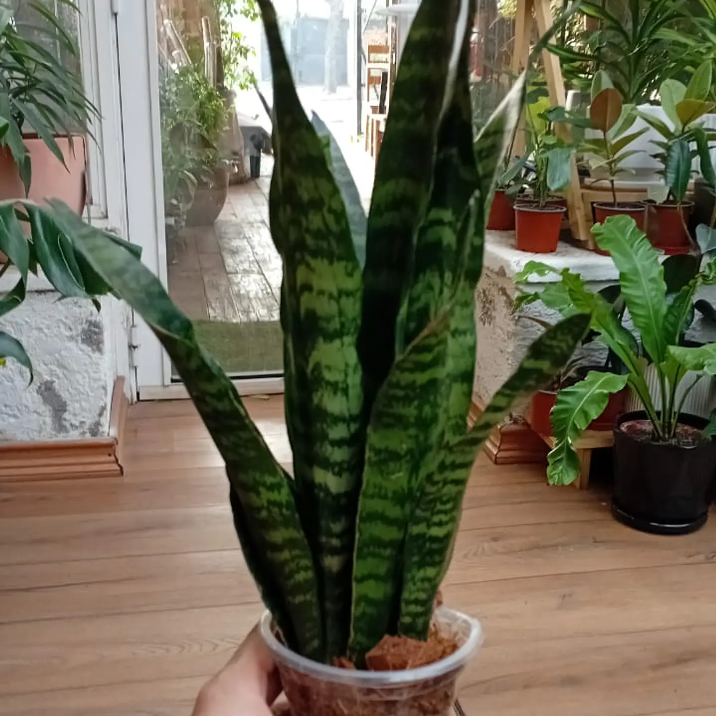 Plantas RV -  Sanseviera Black coral  1