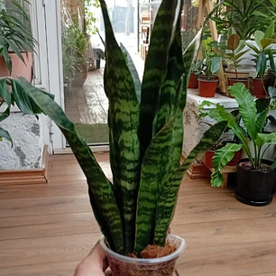 Plantas RV -  Sanseviera Black coral 