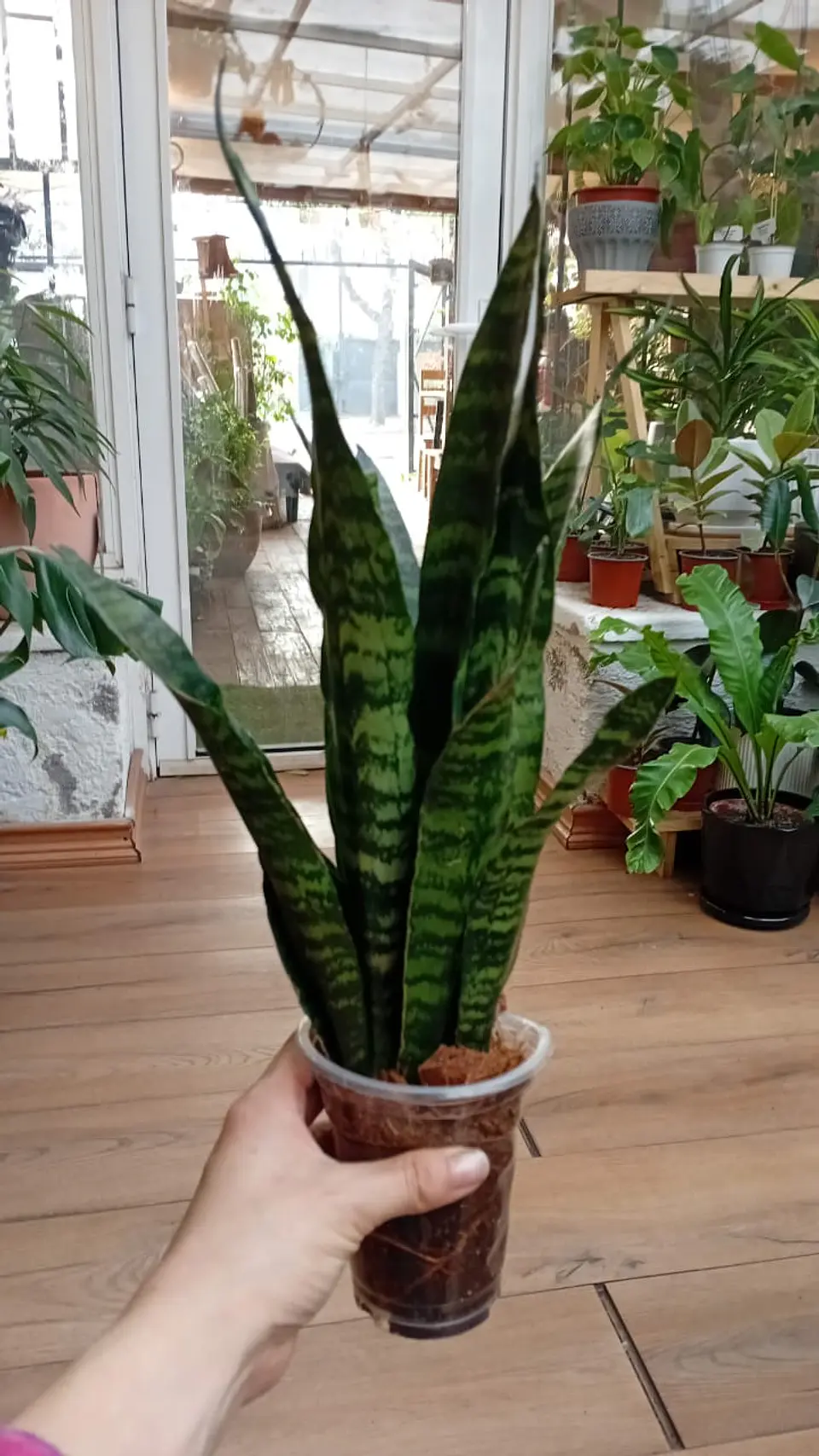 Plantas RV -  Sanseviera Black coral  1