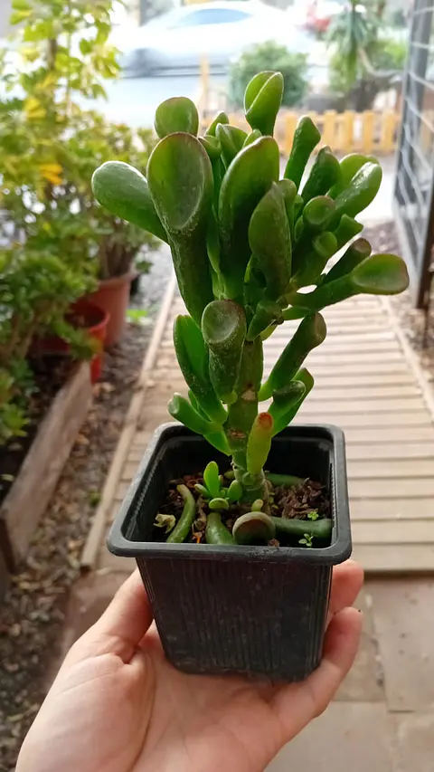 Plantas RV - Oreja de Shrek 