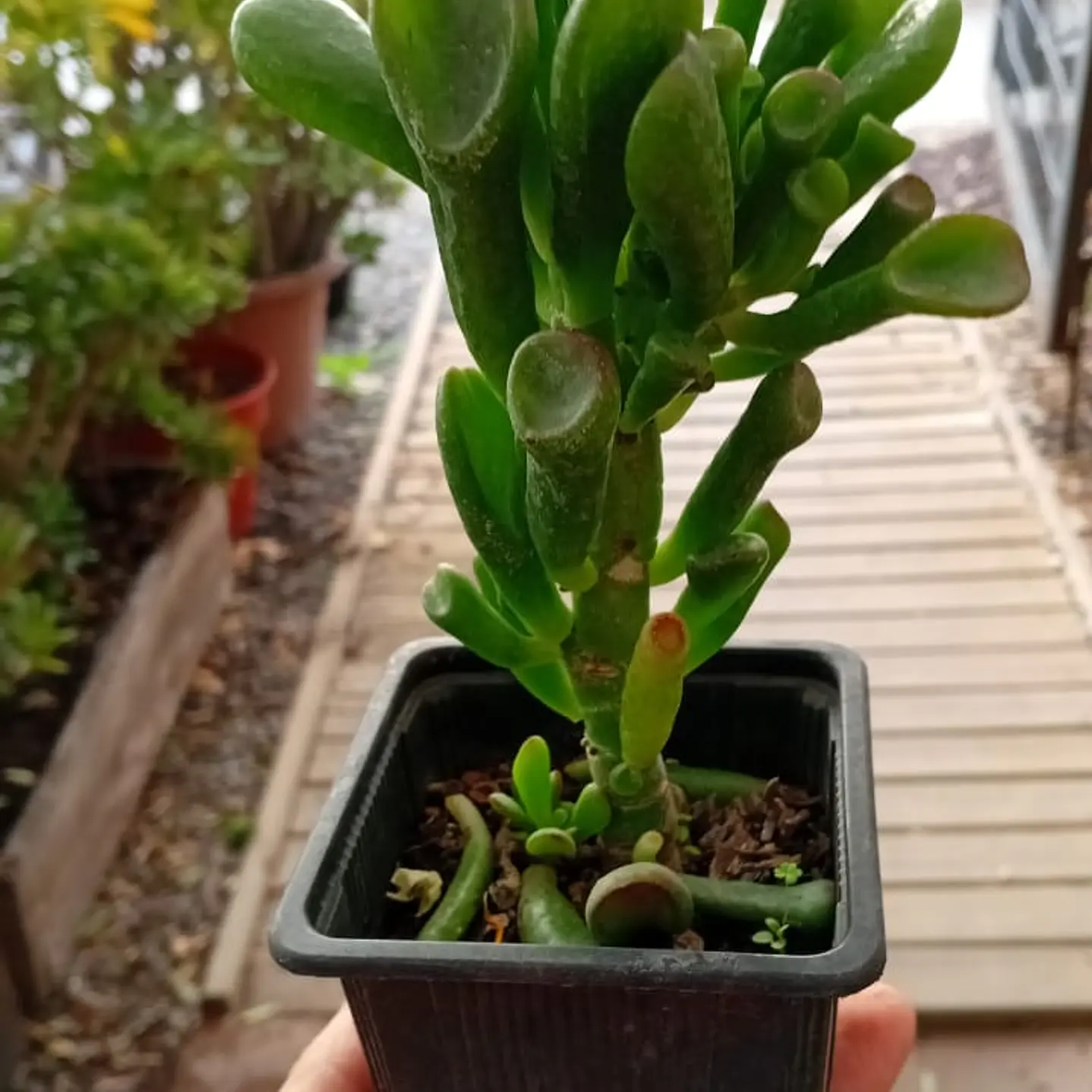 Plantas RV - Oreja de Shrek  1