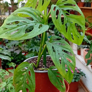 Plantas RV - Monstera esqueleto 