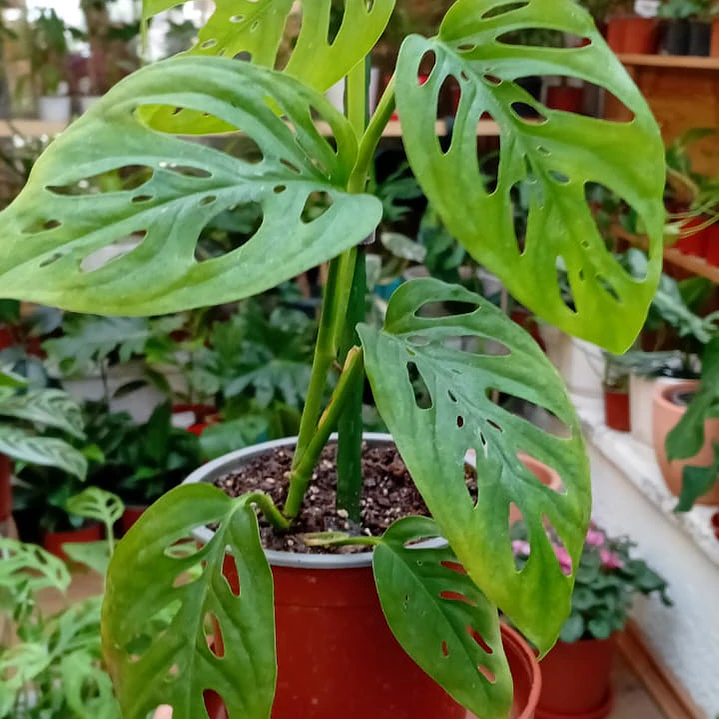 Plantas RV - Monstera esqueleto  1