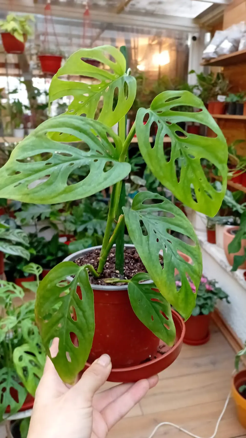 Plantas RV - Monstera esqueleto  1