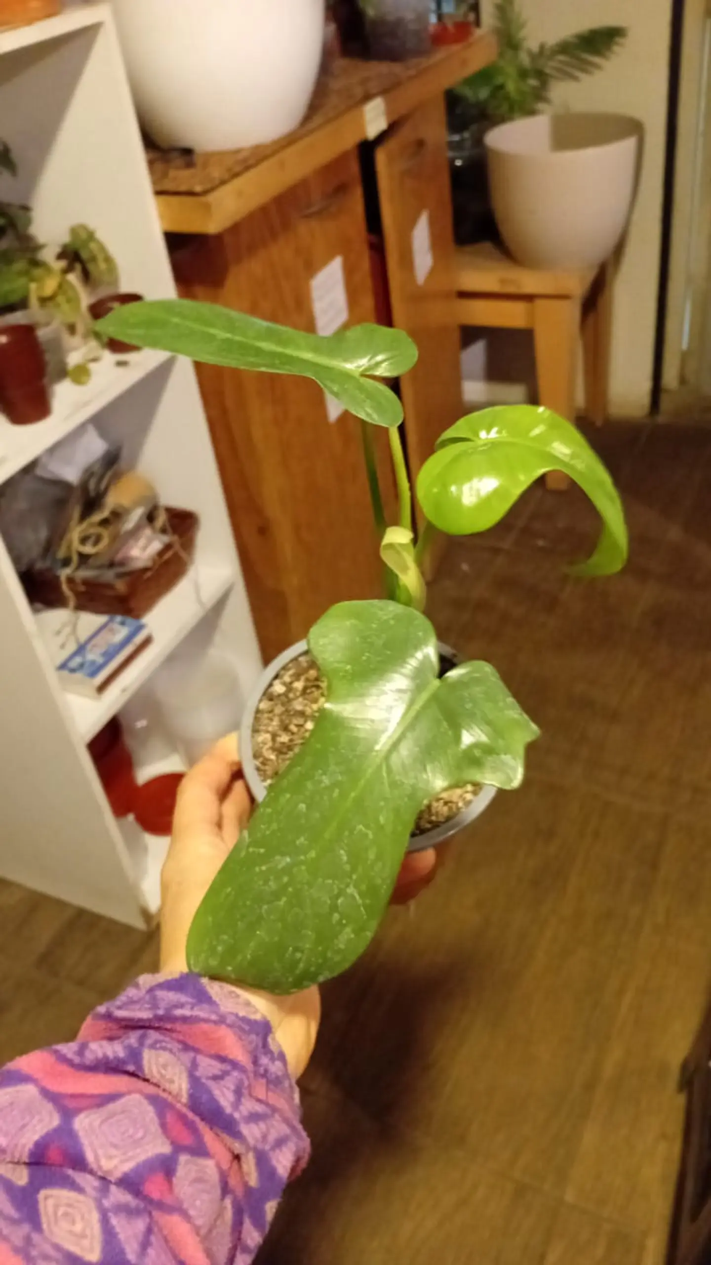 Plantas RV - Filodendro Bipennifolium Tamaño S  1