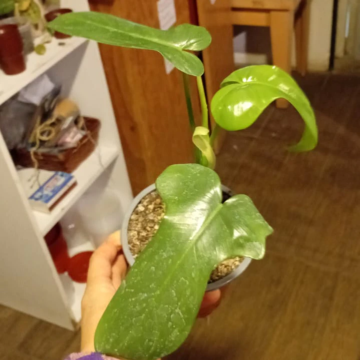 Plantas RV - Filodendro Bipennifolium Tamaño S  1