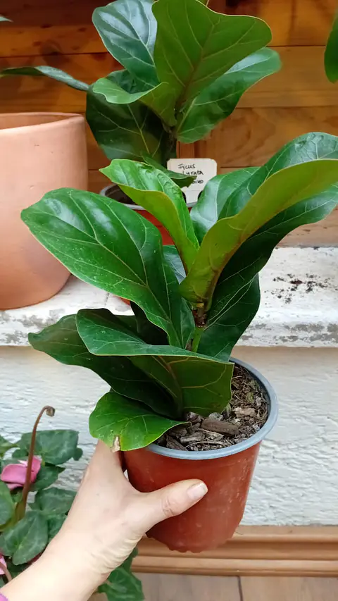 Plantas RV - Ficus Lyrata Bambino 