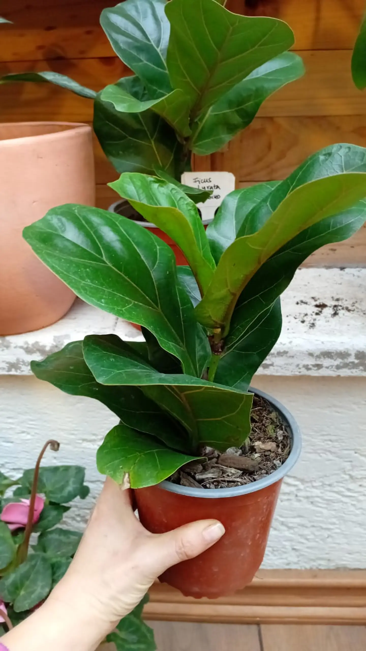 Plantas RV - Ficus Lyrata Bambino  1