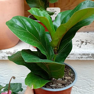 Plantas RV - Ficus Lyrata Bambino 