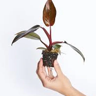 Plantas RV - Filodendro pink princess tamaño S 