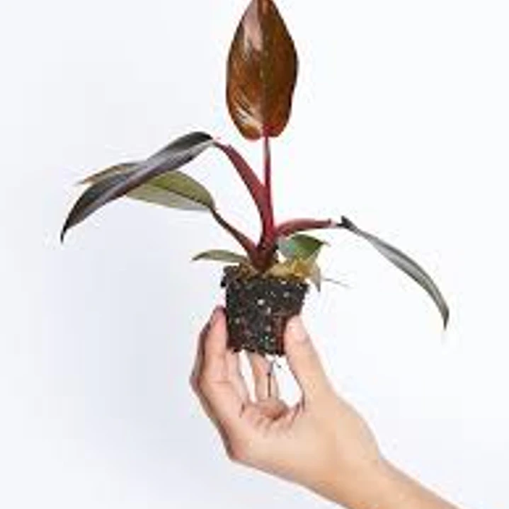 Plantas RV - Filodendro pink princess tamaño S  1