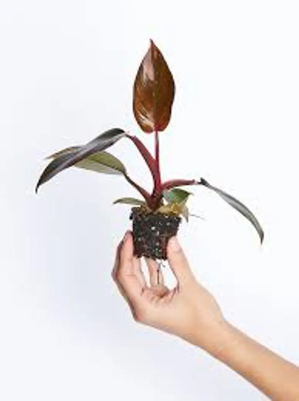 Plantas RV - Filodendro pink princess tamaño S  1