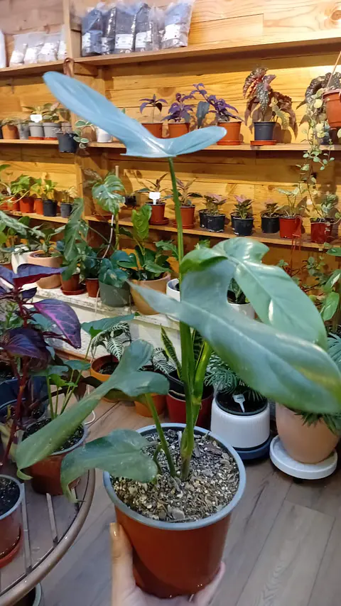 Plantas RV - Filodendro Bipennifolium Tamaño M 