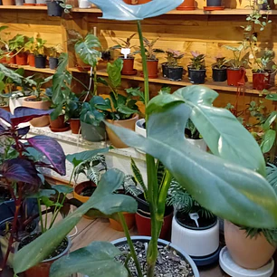 Plantas RV - Filodendro Bipennifolium Tamaño M 