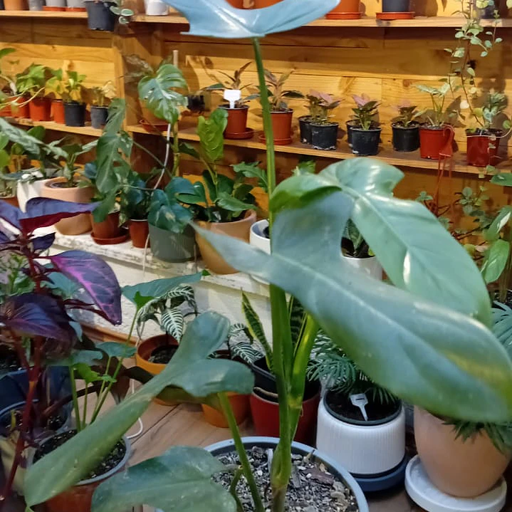 Plantas RV - Filodendro Bipennifolium Tamaño M  1