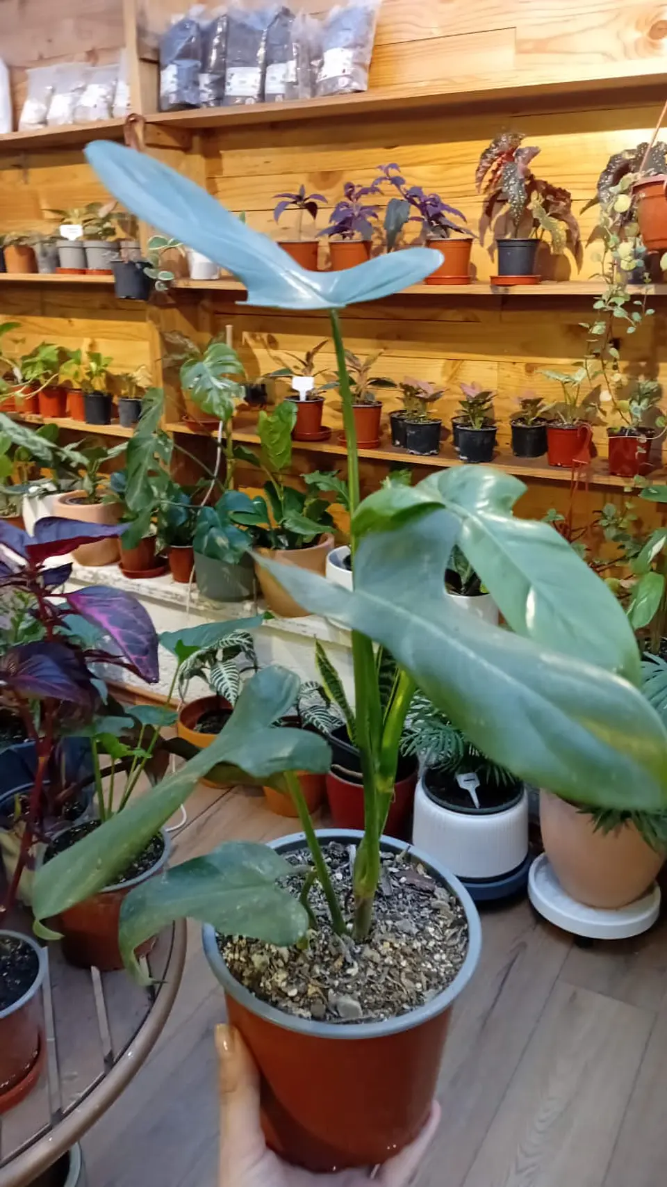 Plantas RV - Filodendro Bipennifolium Tamaño M  1
