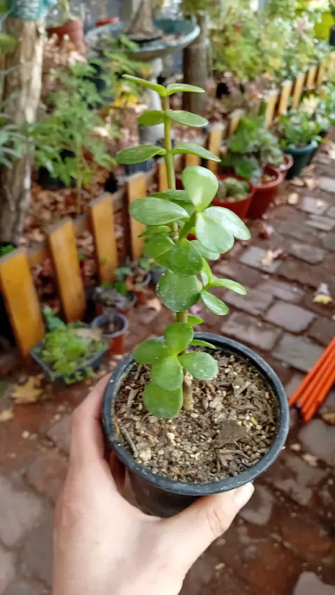 Plantas RV - Portulacaria afra (jade)