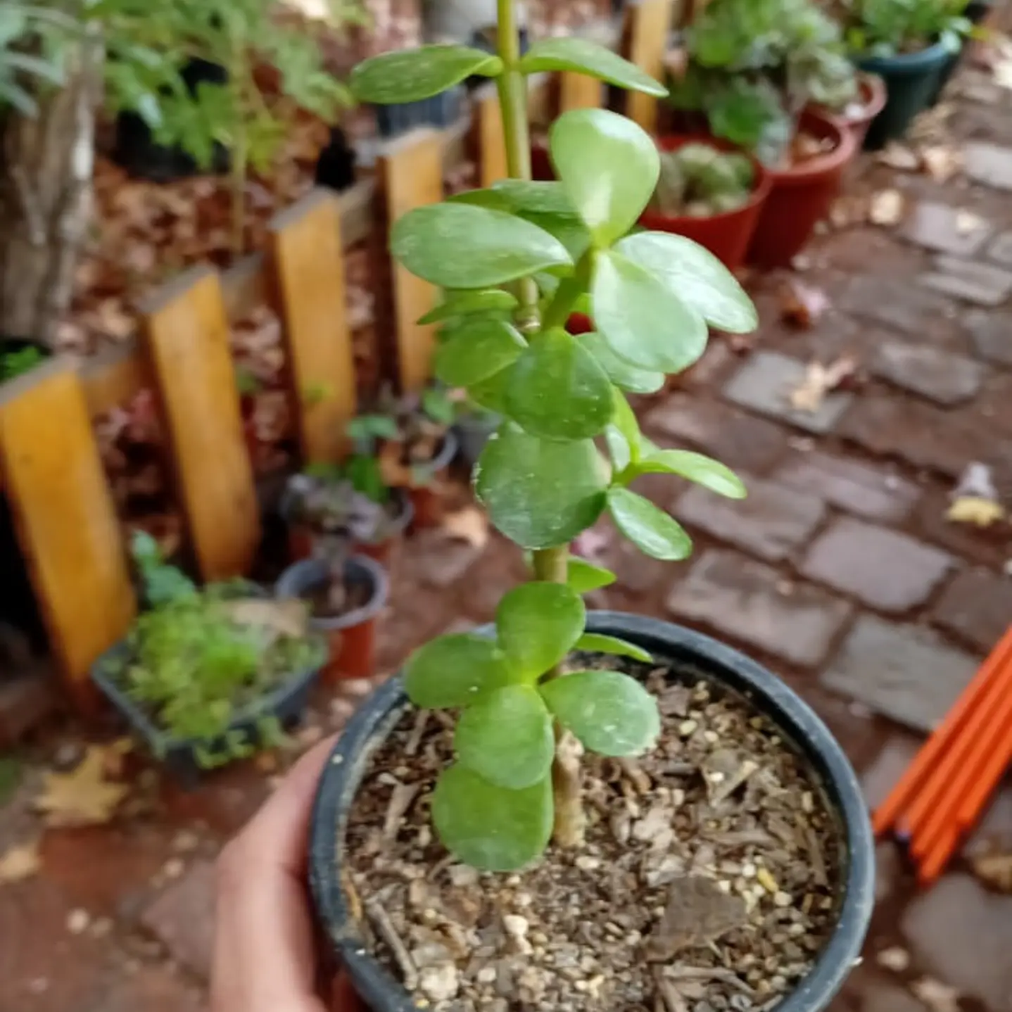 Plantas RV - Portulacaria afra (jade) 1