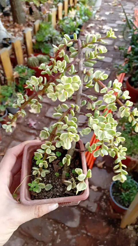 Plantas RV - Portulacaria Afra Variegada 