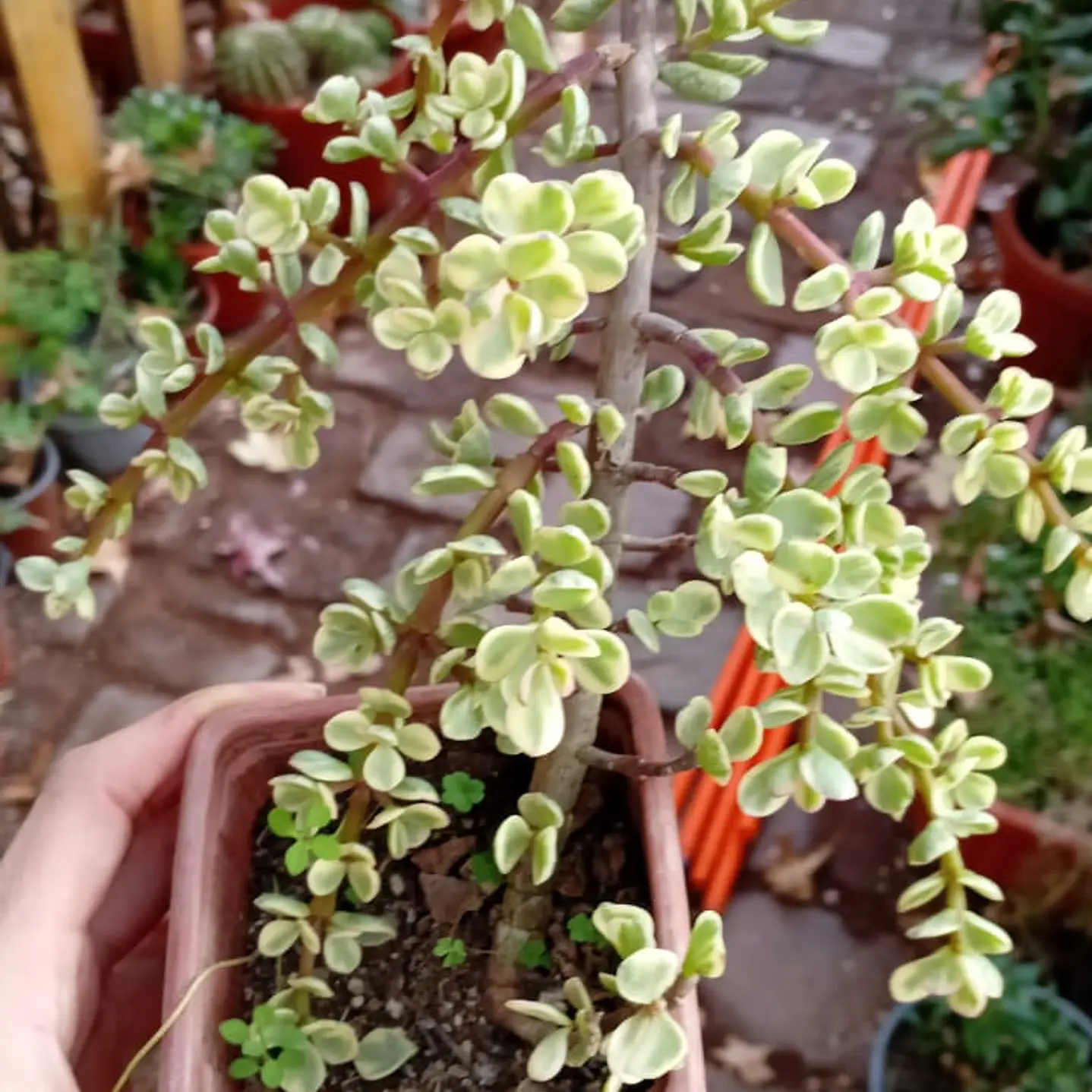 Plantas RV - Portulacaria Afra Variegada  1
