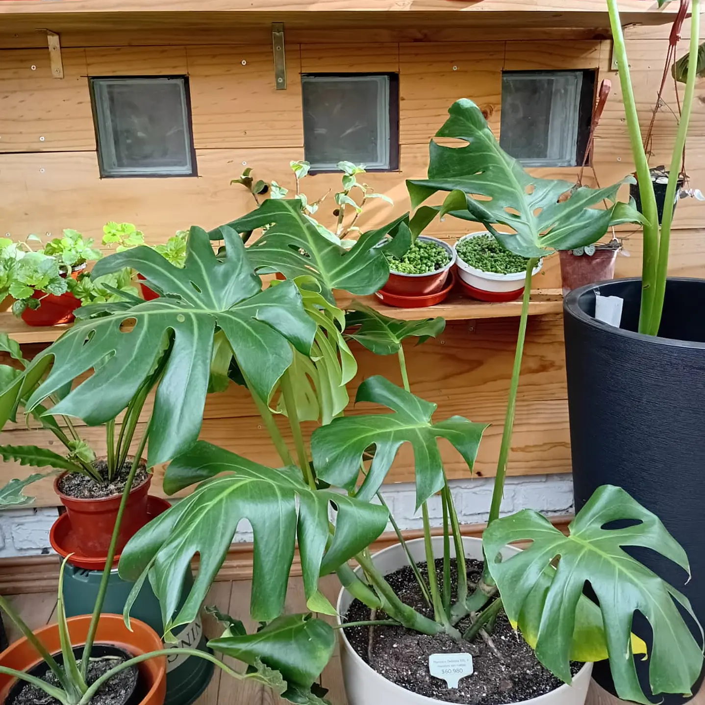 Plantas RV - Monstera Deliciosa Tamaño  XXL + Maceta con ruedas 1