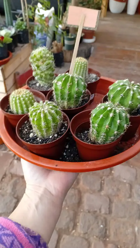 Plantas RV - Cactus tamaño  XS 