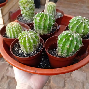 Plantas RV - Cactus tamaño  XS 