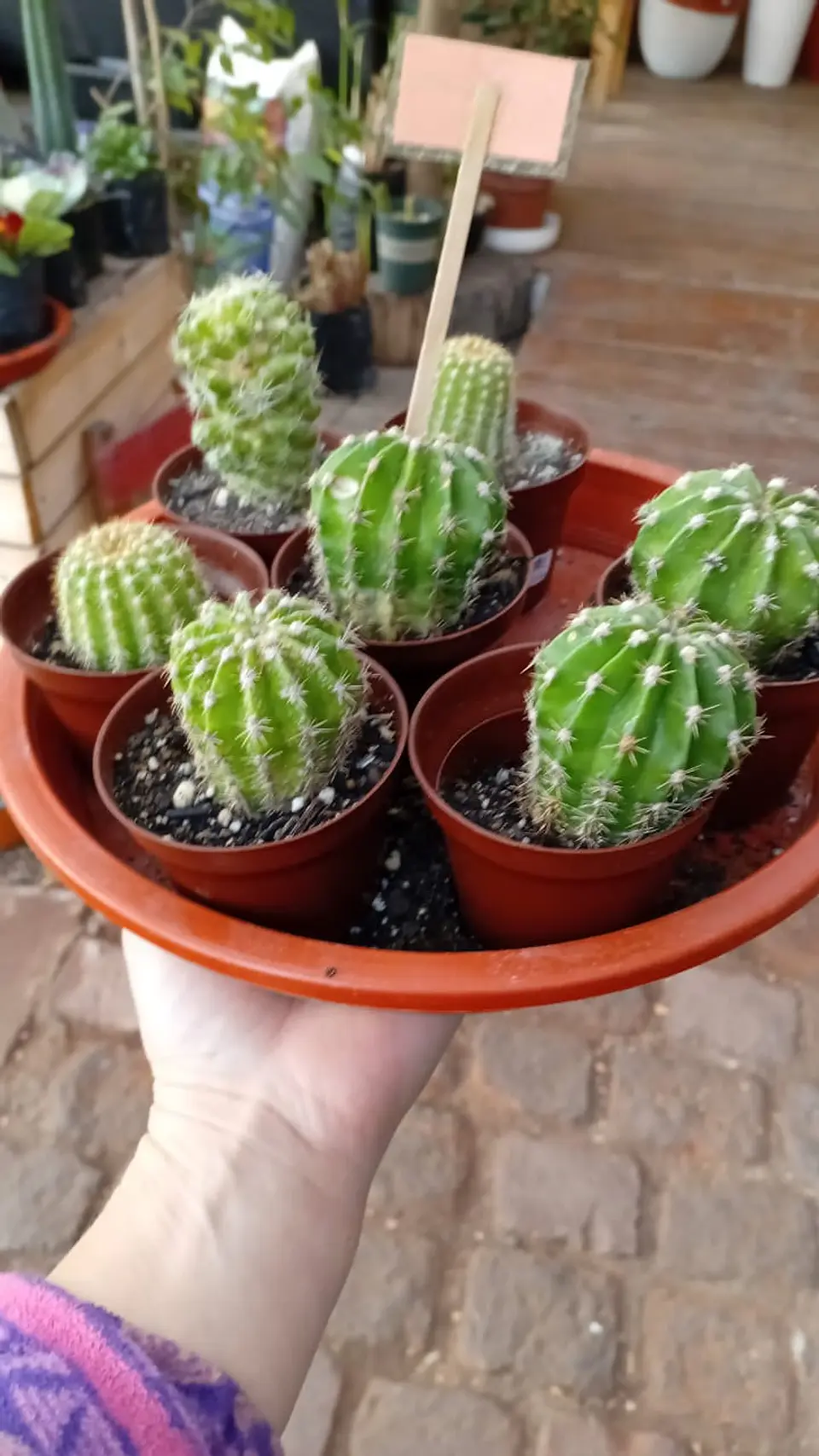 Plantas RV - Cactus tamaño  XS  1