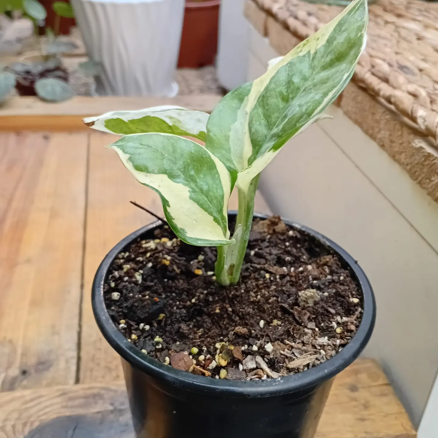 Plantas RV - Pothus Pearls and Jade S  1