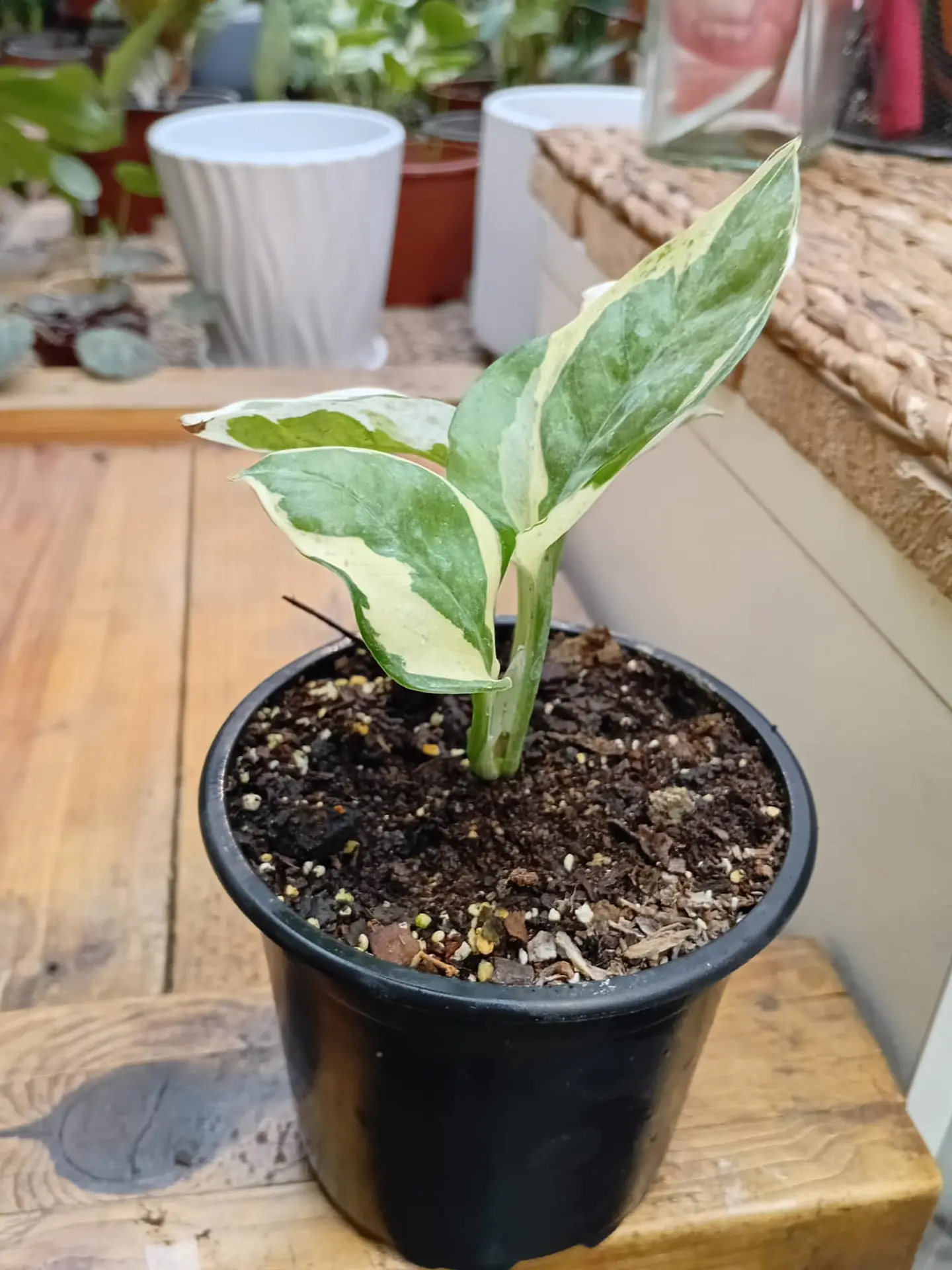 Plantas RV - Pothus Pearls and Jade S  1