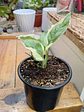 Plantas RV - Pothus Pearls and Jade S  - thumbnail 1
