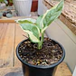 Plantas RV - Pothus Pearls and Jade S  - Miniatura 1